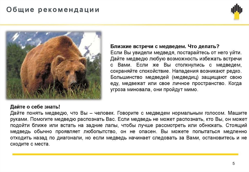 Как избежать встречи с медведем в лесу.